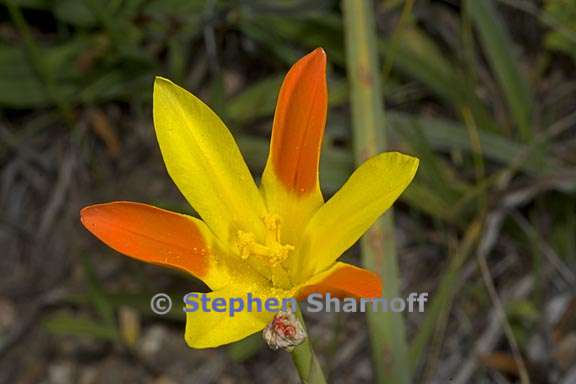 moraea elegans 2 graphic